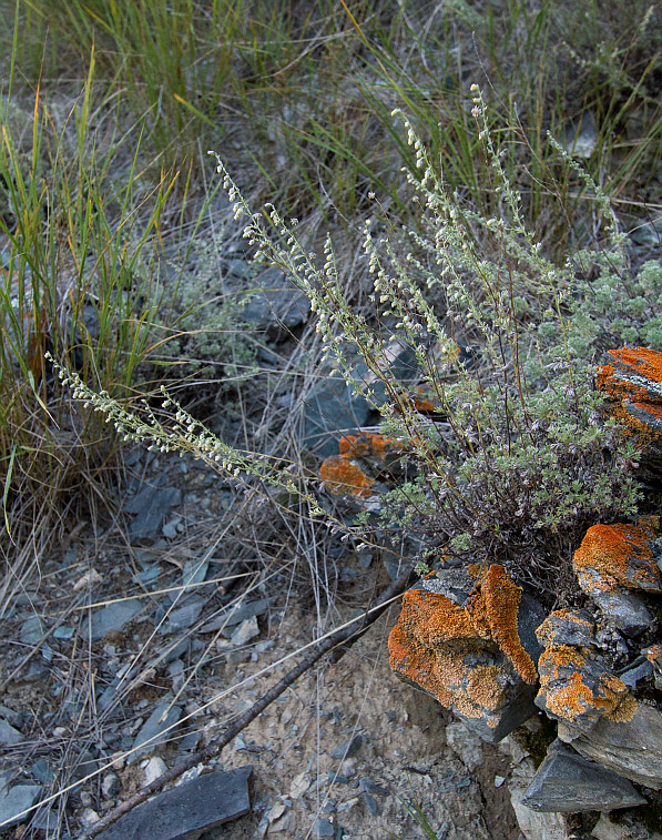 Изображение особи Artemisia frigida.