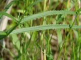 Cicuta virosa