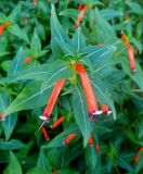 Cuphea ignea