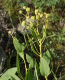 Haplophyllum latifolium