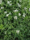 Anthriscus sylvestris. Цветущее растение. Ленинградская область, Всеволожский район, окрестности посёлка Мурино, ж.-д. станция Девяткино. 13 июня 2009 г.
