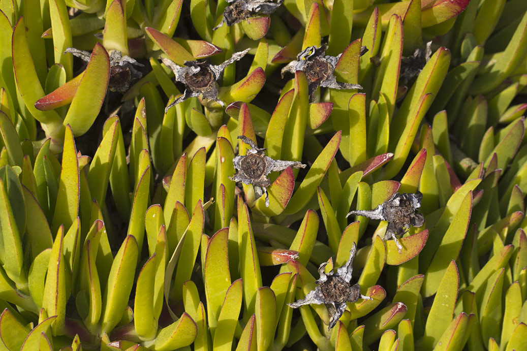 Image of Carpobrotus acinaciformis specimen.