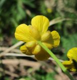 Ranunculus monophyllus