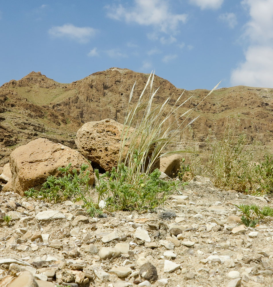 Image of Stipellula capensis specimen.