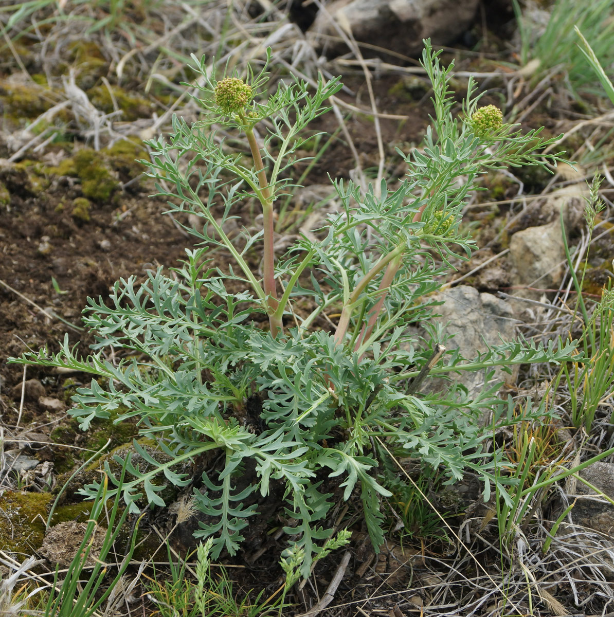 Image of Patrinia intermedia specimen.