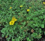 Potentilla cuneifolia