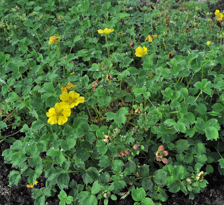 Изображение особи Potentilla cuneifolia.