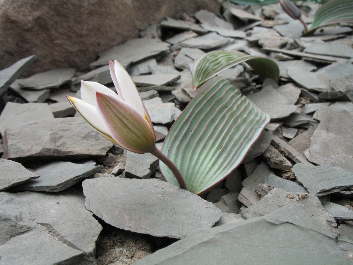 Image of Tulipa regelii specimen.
