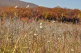 Erigeron annuus. Верхушки цветущих и отплодоносивших растений. Приморский край, Уссурийский р-н, окр. с. Монакино, луг на вершине небольшой сопки. 15.10.2015.