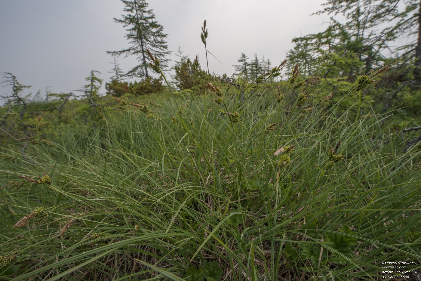 Image of genus Carex specimen.