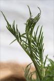 Centaurea scabiosa. Верхушка побега с развивающимся соцветием. Карелия, Заонежье, песчано-галечный пляж. 13.06.2015.