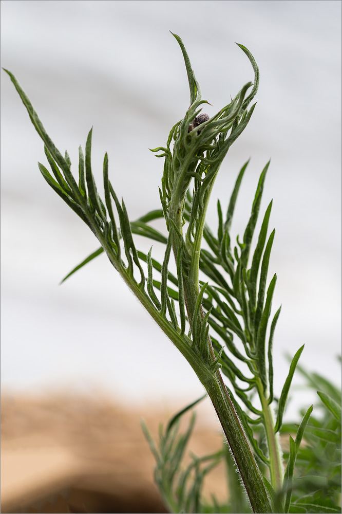 Image of Centaurea scabiosa specimen.