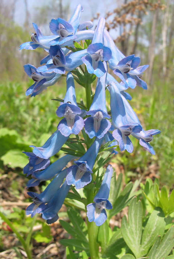 Изображение особи Corydalis turtschaninovii.