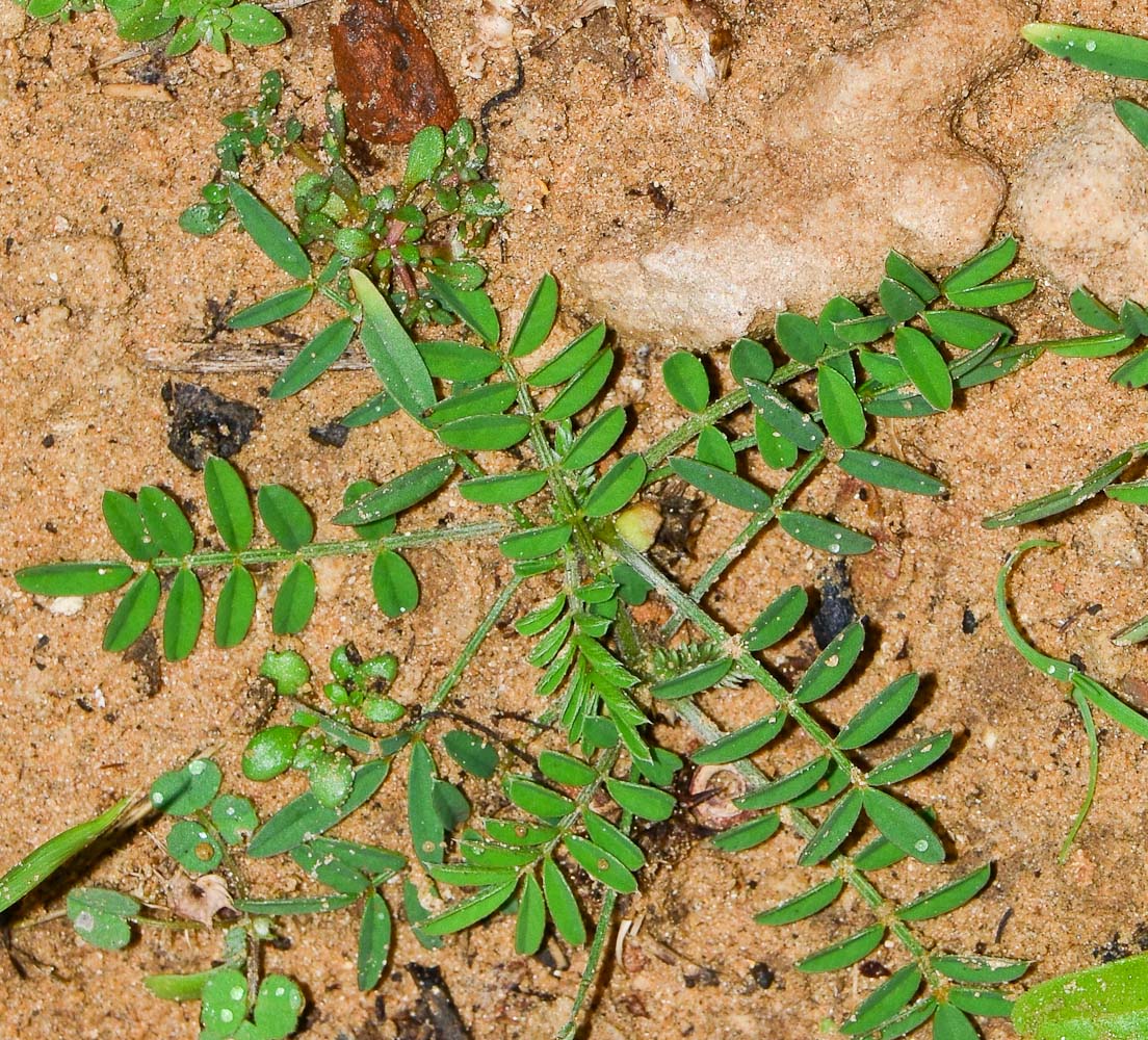 Image of Onobrychis squarrosa specimen.