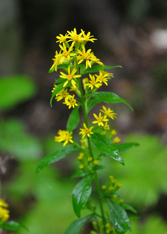 Изображение особи Solidago virgaurea.