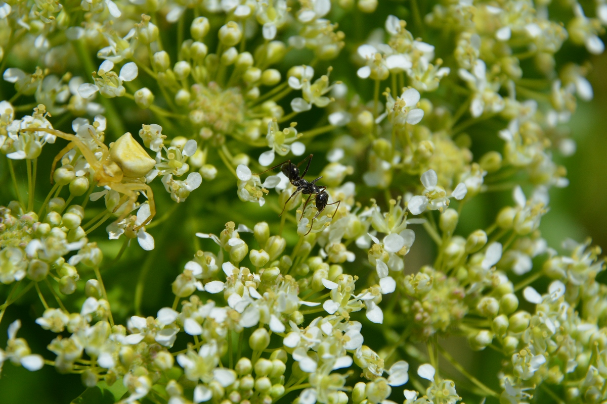 Image of Cardaria draba specimen.