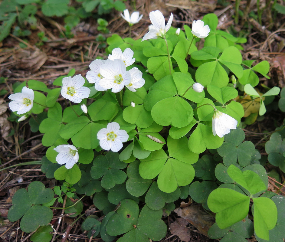 Image of Oxalis acetosella specimen.