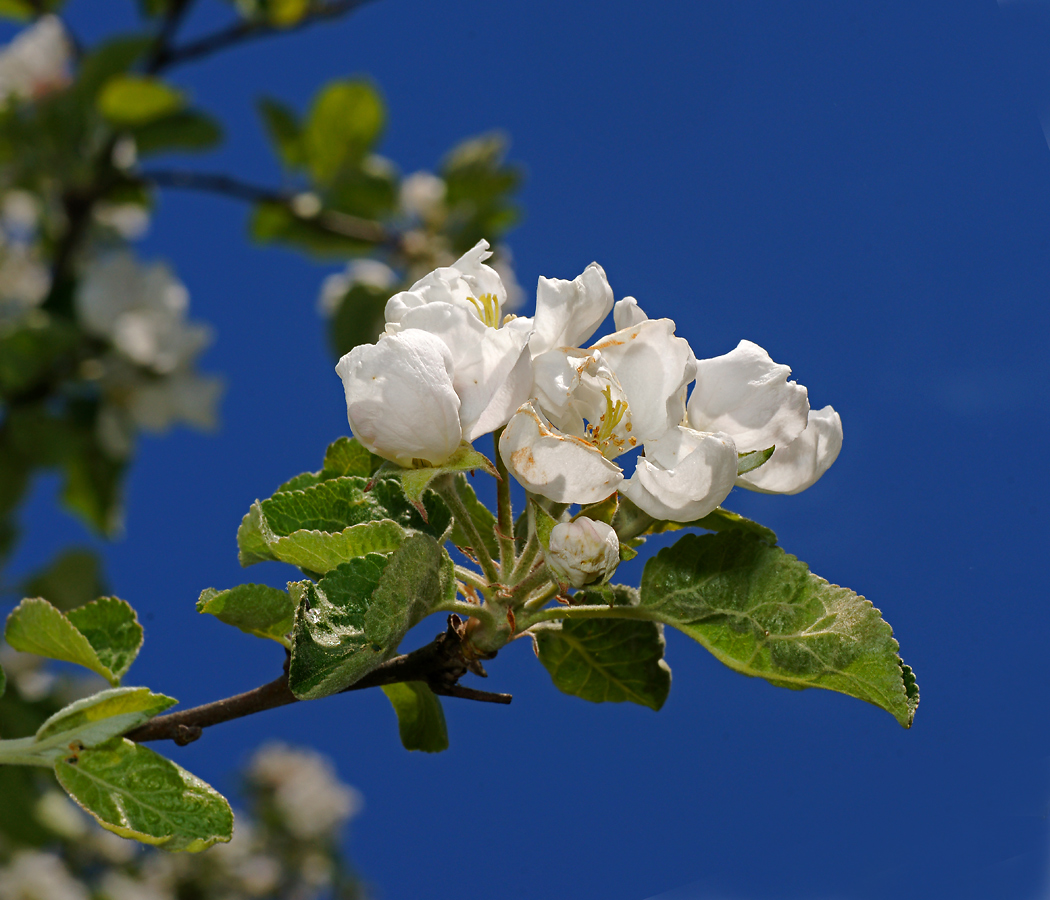 Изображение особи Malus domestica.