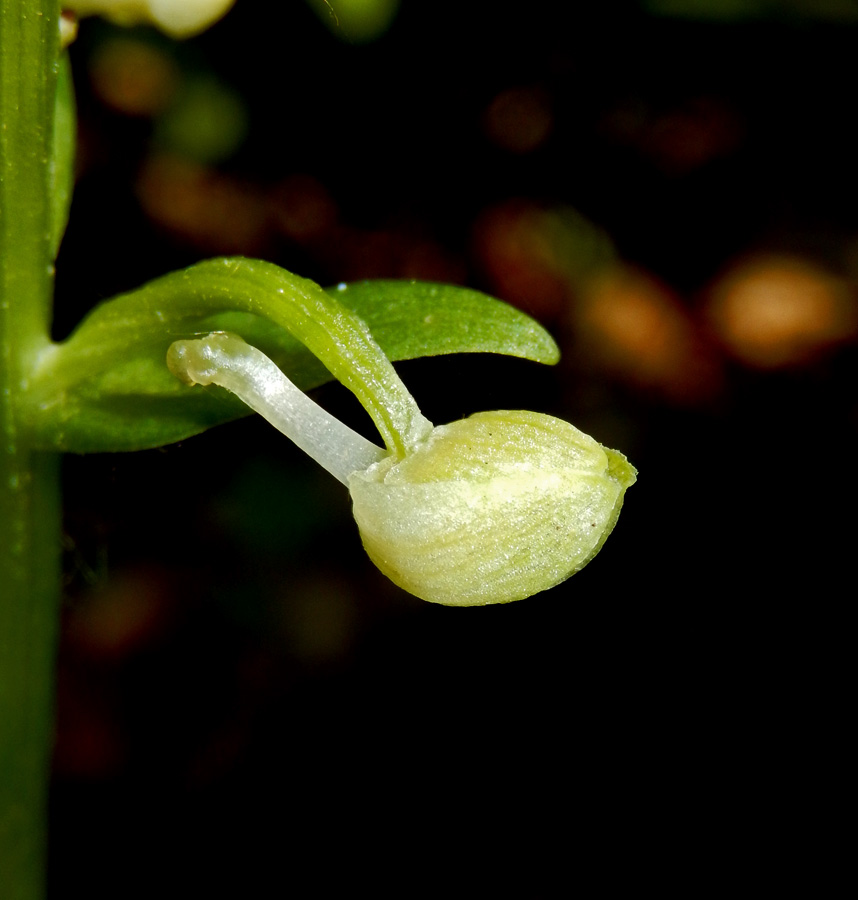 Изображение особи Platanthera chlorantha.