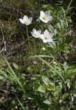 Parnassia palustris