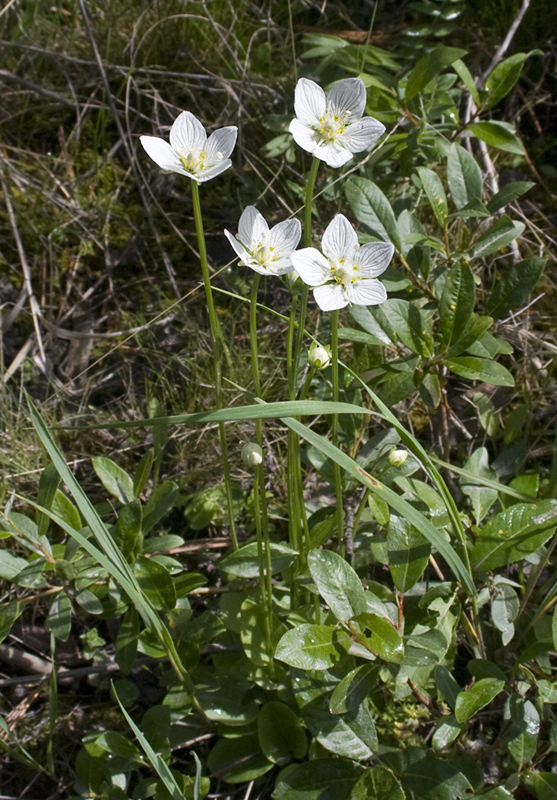 Изображение особи Parnassia palustris.