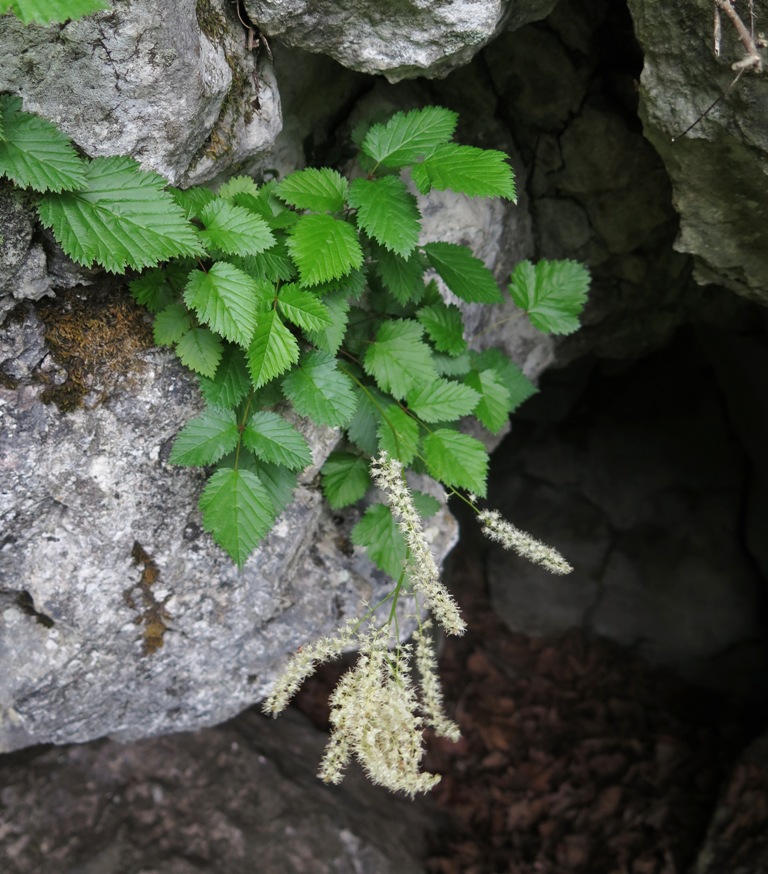 Изображение особи Aruncus parvulus.