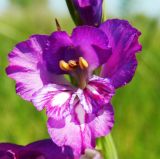 Gladiolus tenuis