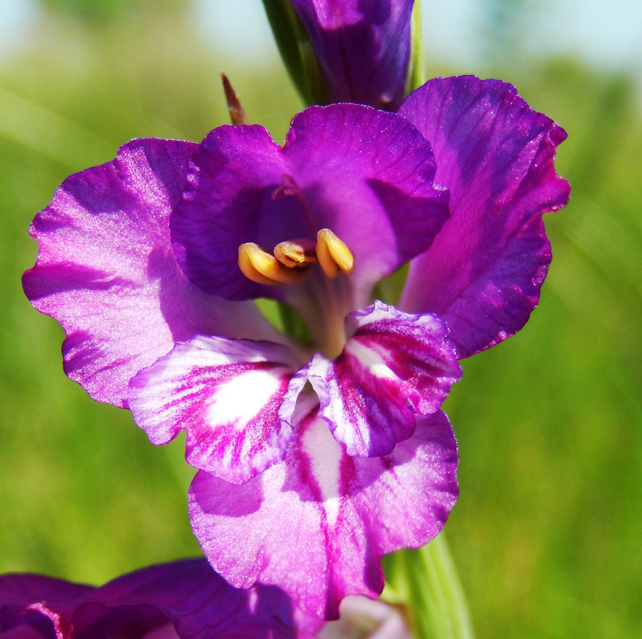 Image of Gladiolus tenuis specimen.