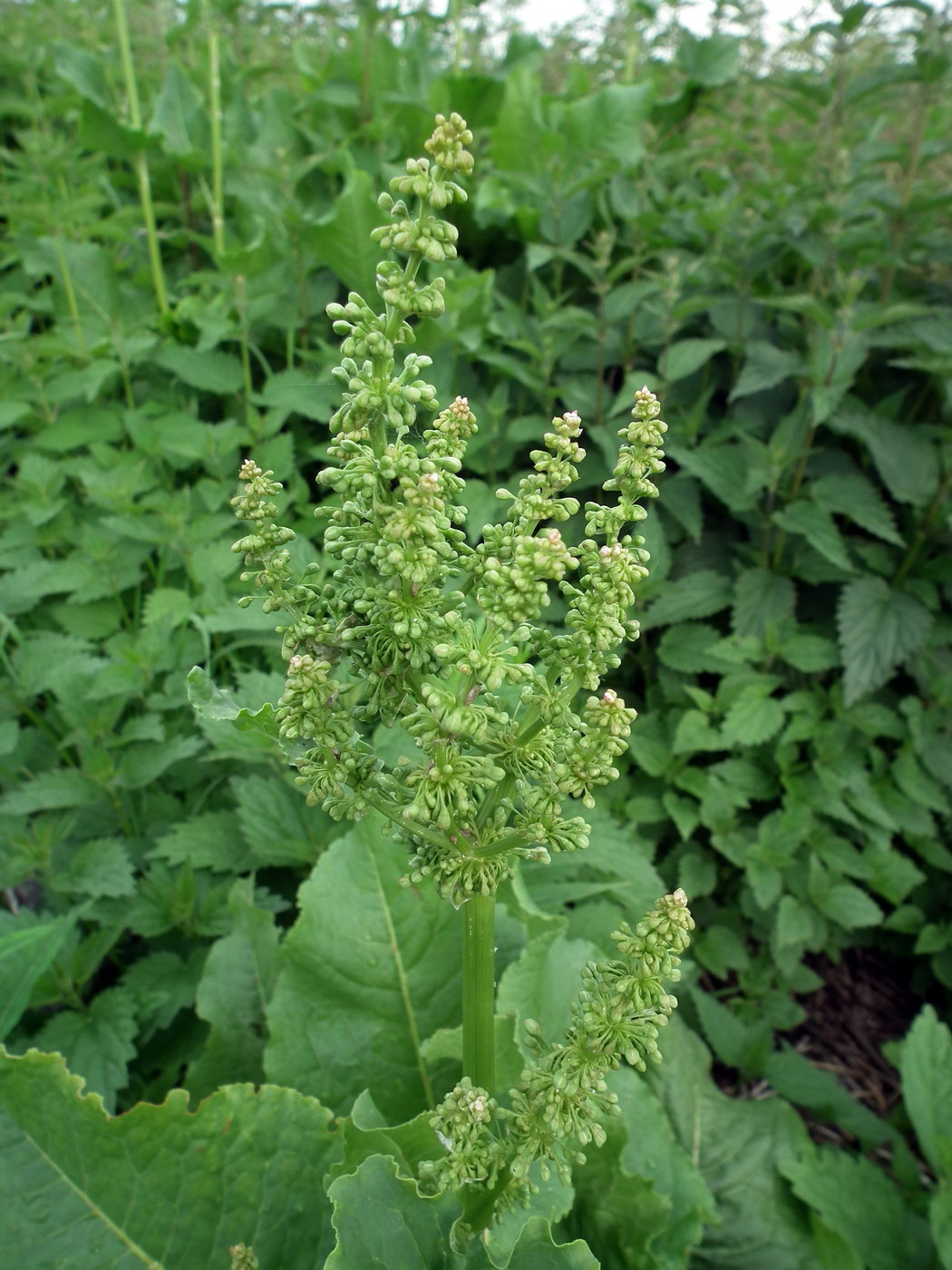Image of Rumex confertus specimen.