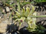 Astragalus uliginosus