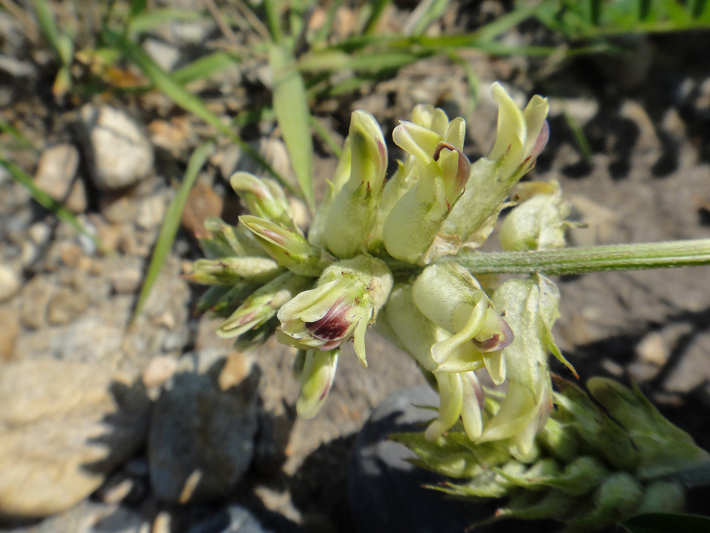 Изображение особи Astragalus uliginosus.