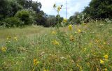 Medicago falcata