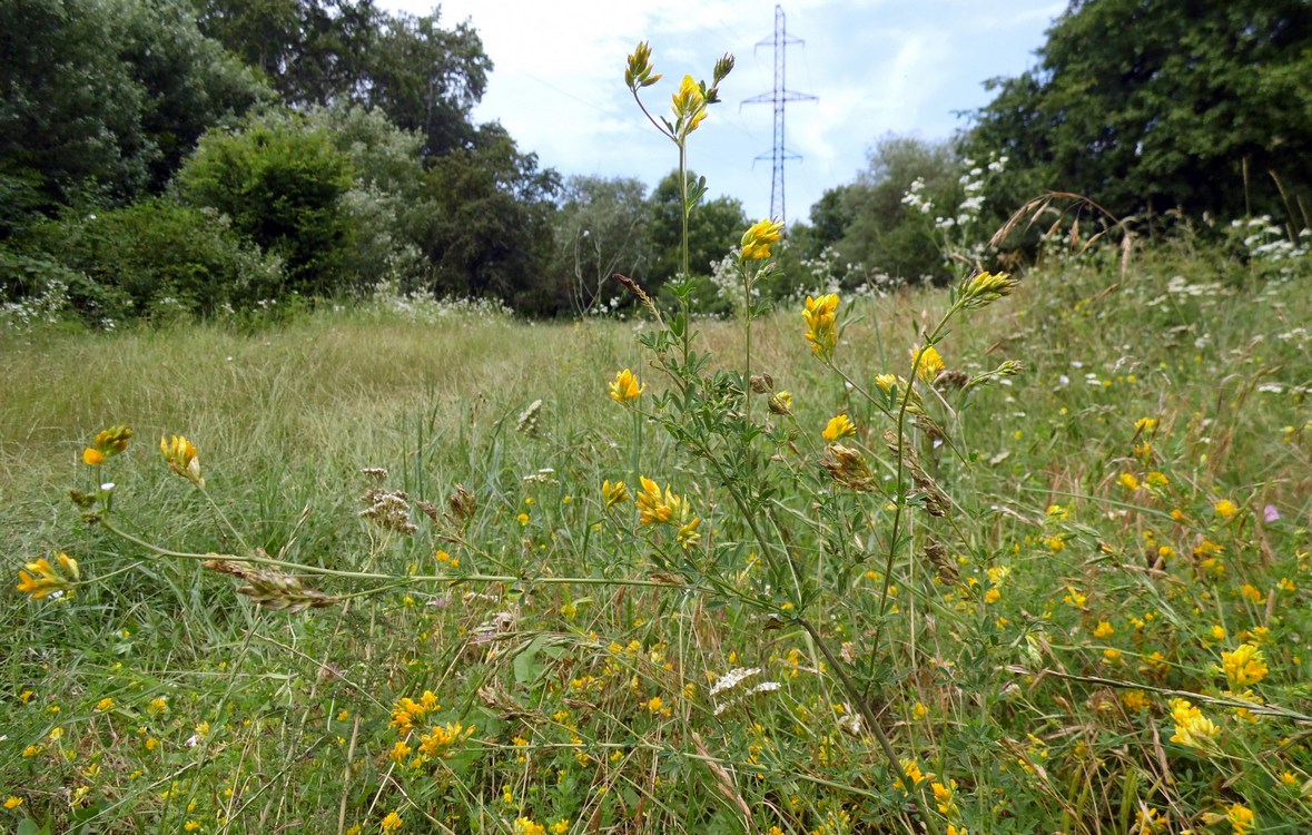 Изображение особи Medicago falcata.