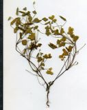 Oxalis dillenii