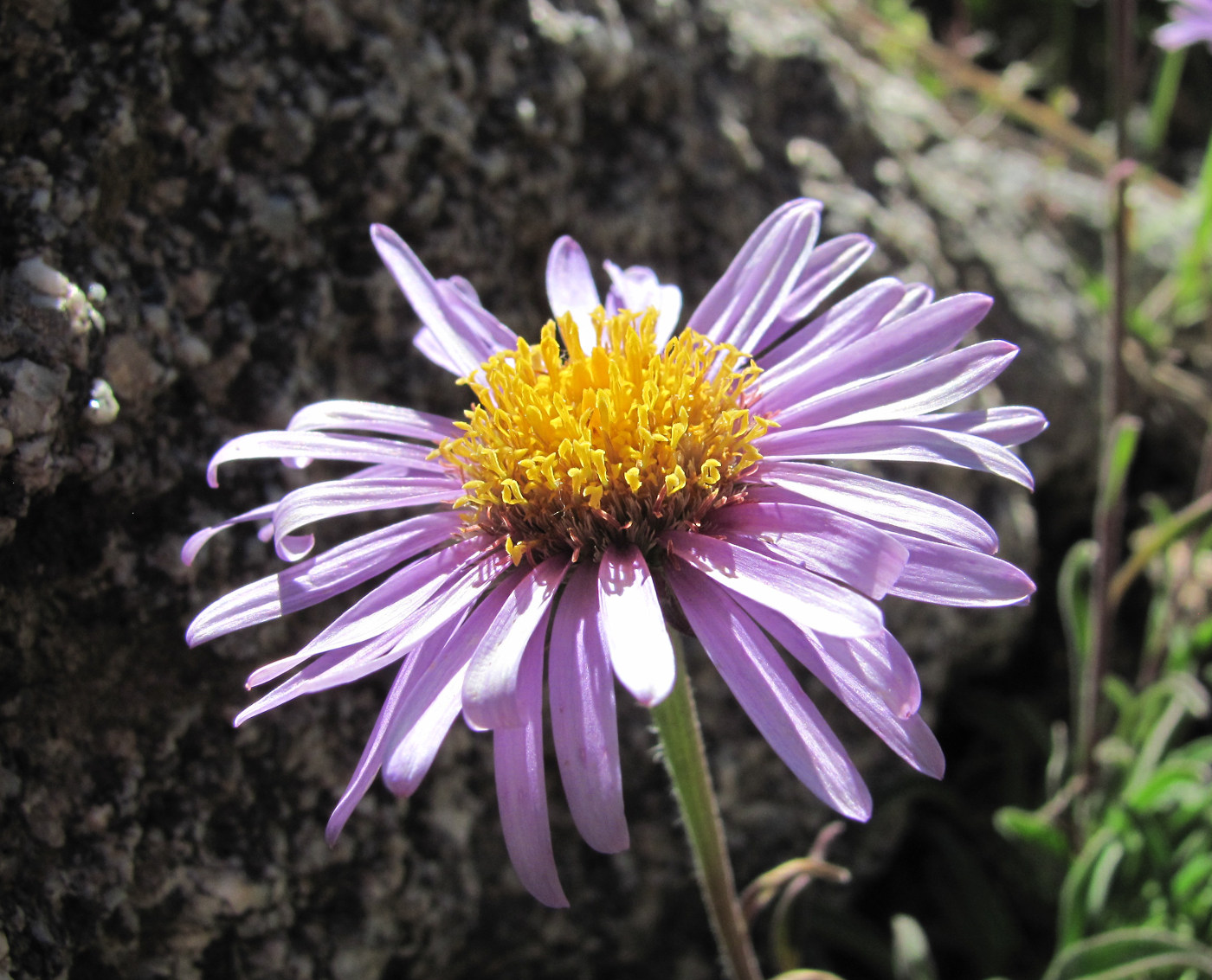 Изображение особи Aster alpinus.