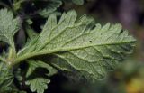 Teucrium chamaedrys