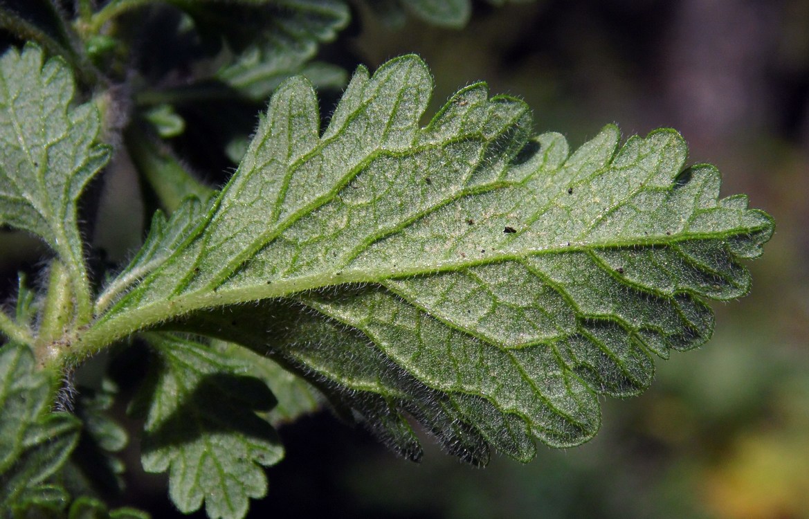 Изображение особи Teucrium chamaedrys.