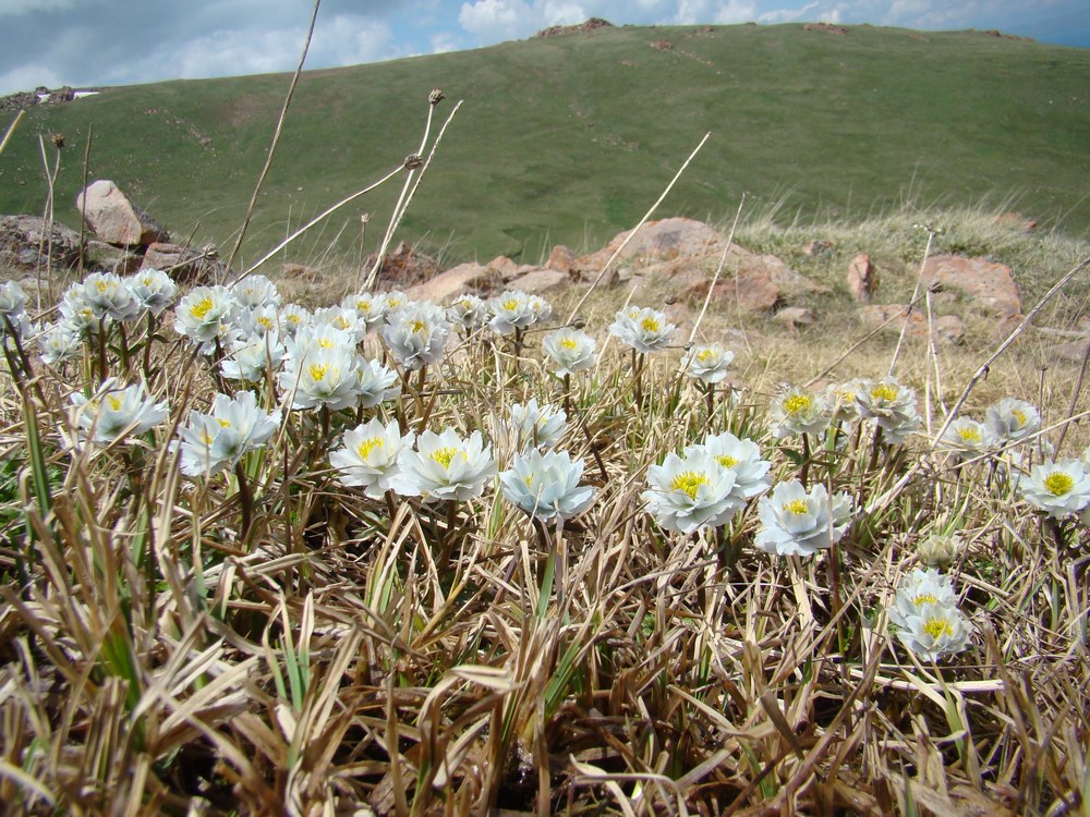 Image of Trollius lilacinus specimen.
