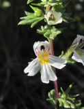 Euphrasia petiolaris. Часть цветущего растения. Краснодарский край, хр. Ачишхо, ок. 1900 м н.у.м., субальпийский луг. 01.08.2016.