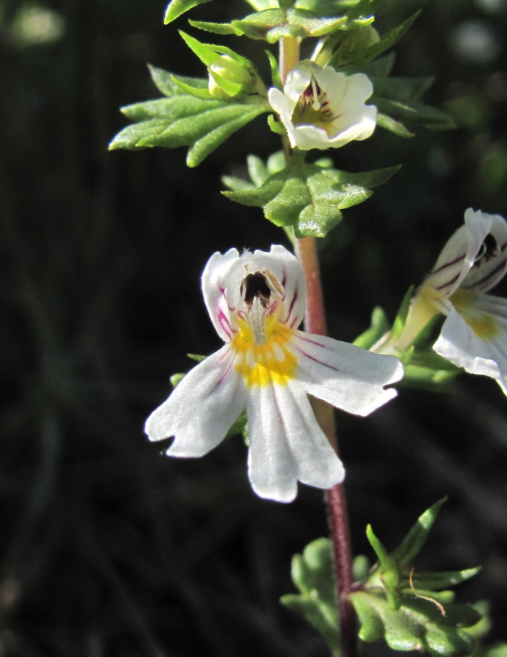 Изображение особи Euphrasia petiolaris.