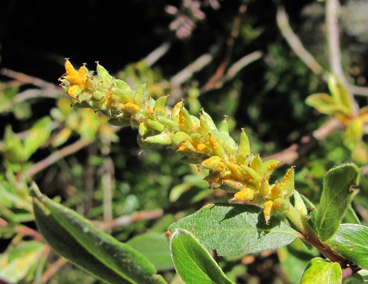 Изображение особи Salix kuznetzowii.