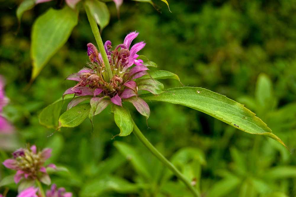 Image of Monarda citriodora specimen.