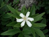 Clematis hexapetala