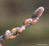 Salix caprea