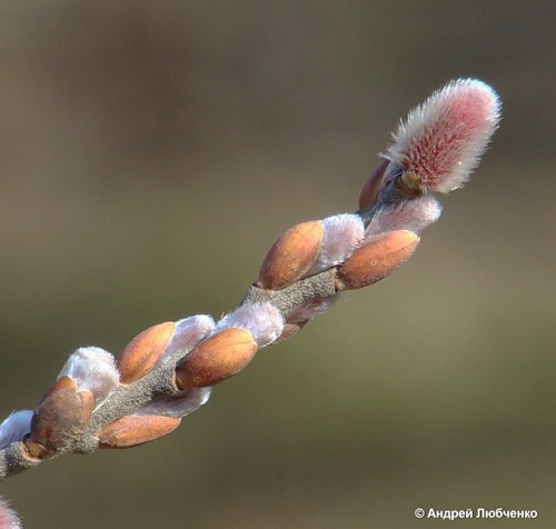 Изображение особи Salix caprea.