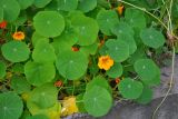 Tropaeolum majus