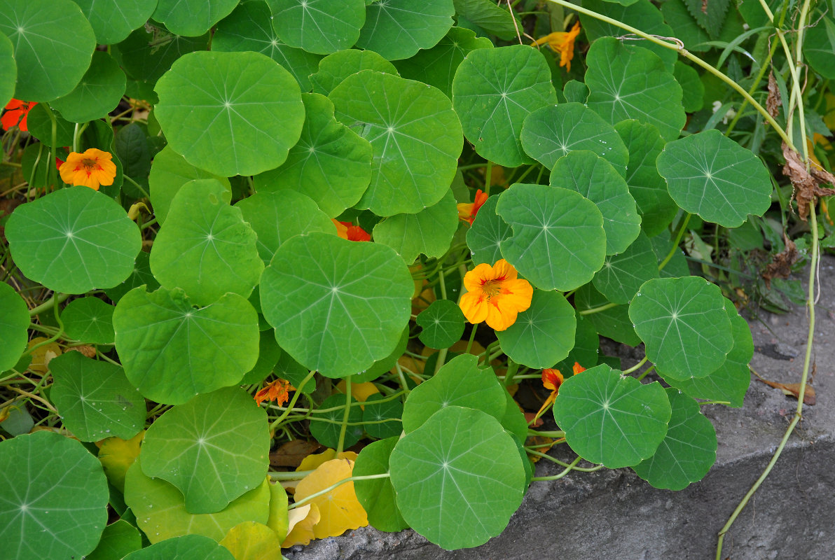 Изображение особи Tropaeolum majus.