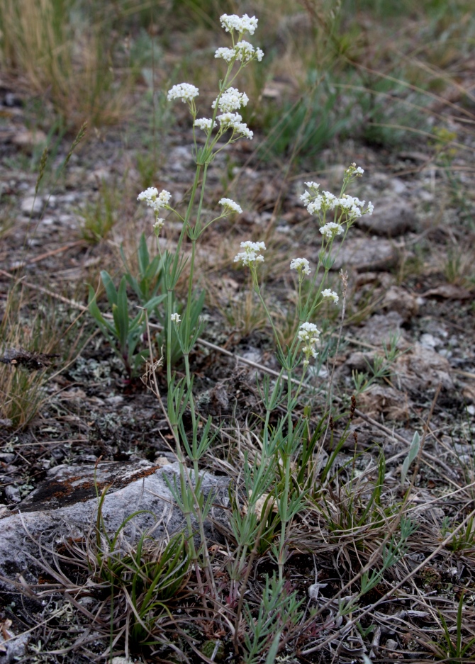 Image of Galium hexanarium specimen.