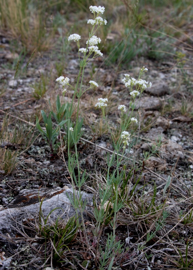 Изображение особи Galium hexanarium.