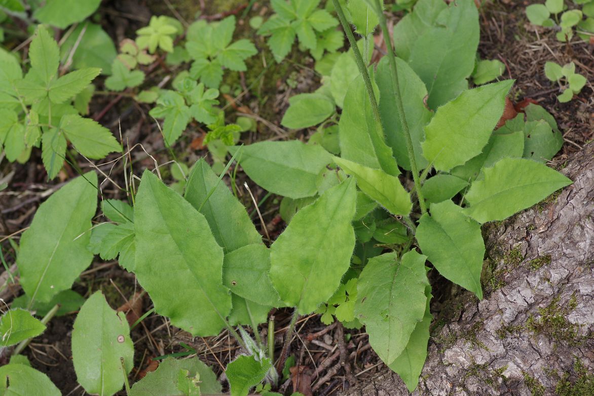 Image of Hieracium koehleri specimen.